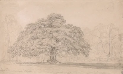 La quercia dei mendicanti, Bagots Park, 12 agosto 1820 (Un albero antico celebre nel parco di Lord Bagots Blithfield)